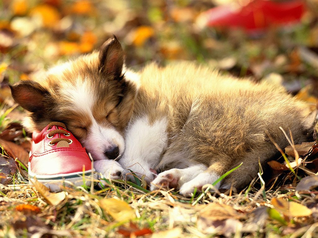 If the Shoe Fits, Shetland Sheepdog